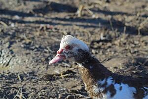 The musky duck photo