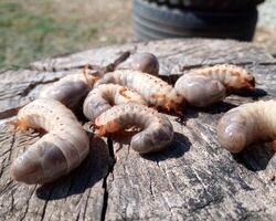 Rhino beetle larvae on an old wood stump. Large larvae of rhinoceros beetle. rhinoceros beetle photo