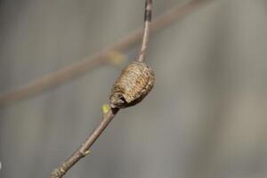 Ootheca mantis on the branches of a tree. The eggs of the insect laid in the cocoon for the winter are laid. Ooteca on a branch of hazelnut photo