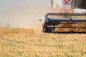 cosecha chícharos con un combinar segador. cosecha chícharos desde el campos. foto