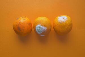 Rotten orange. Moldy orange on color background photo