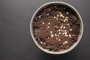 putting small seed of hot pepper in a pot with soil photo