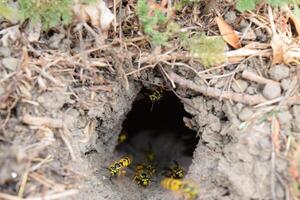 Log into the slot vespula vulgaris photo