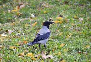 encapuchado cuervo en el césped. un pájaro de el familia corvidae foto