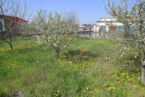 Flowering dandelions in the clearing. Meadow with dandelions. photo