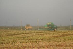 Soy harvesting by combines in the field. photo