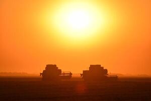 Harvesting by combines at sunset. photo