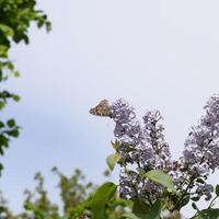 Butterfly rash on lilac colors. Butterfly urticaria. photo