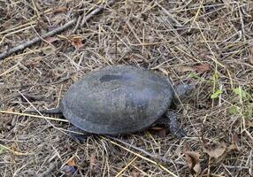 The turtle crawls on dry grass. Ordinary river tortoise of temperate latitudes. The tortoise is an ancient reptile. photo