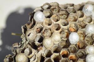 Wasp nest without wasps. Captured ravaged nest wasps. Honeycombs with larvae photo