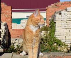 Giant maine coon cat. Mainecoon cat, Breeding of purebred cats at home photo