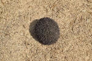 Hedgehog on rice husk. Hedgehog curled up into a ball photo