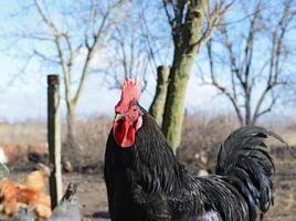 Black young cock photo