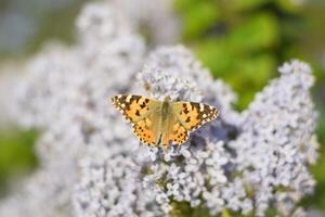 mariposa vanessa cardui en lila flores polinización floreciente lilas. foto