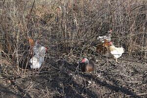 Chickens are hiding in the bush currant photo