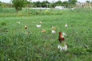 el pollos caminando en un cocina jardín. foto