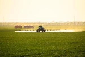 tractor with the help of a sprayer sprays liquid fertilizers on young wheat in the field. photo