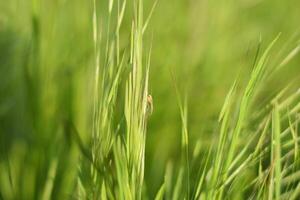 Mosquito on a grass stalk. photo