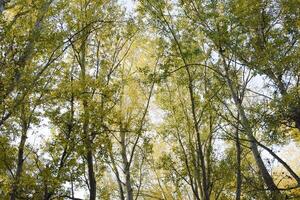 View from the bottom up in a forest of silver poplars. Background of the sky and trees. Autumn in the forest. photo