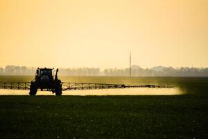 tractor with the help of a sprayer sprays liquid fertilizers on young wheat in the field. photo