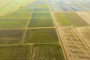 The rice fields are flooded with water. Flooded rice paddies. Agronomic methods of growing rice in the fields. photo