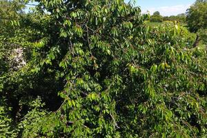 ramas de cerezas con maduro bayas. maduro dulce Cereza en un t foto