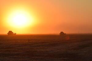 Harvesting by combines at sunset. photo