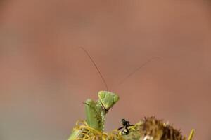 The female praying mantis devouring wasp photo