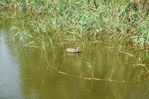 Pond with ducks artificial. Plastic dummies ducks in the pond photo