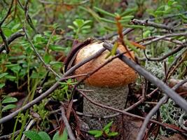 Edible mushrooms in the forest litter. Mushrooms in the forest-t photo