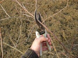 Pruning shears trees photo