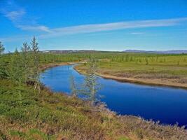 River landscape. Northern reindeer in summer forest. The sky, gr photo