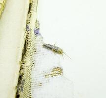 Insect feeding on paper - silverfish photo