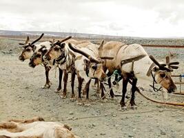 Reindeer in the tundra. Pastures for deer. Reindeer breeding. photo