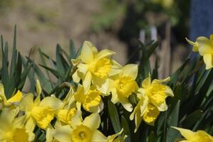 Spring flowering bulb plants in the flowerbed. Flowers daffodil yellow photo