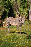 Grevy's Zebra, samburu national park, Kenya photo