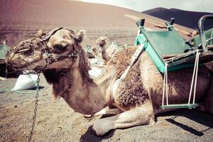 Camels in Timanfaya National Park waiting for tourists, Lanzarote, Canary Islands, Spain photo