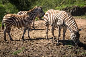 Zebra on grassland in Africa, National park of Kenya photo