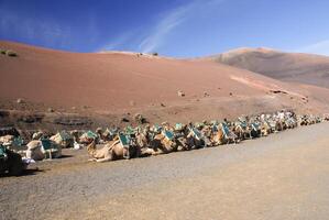 Camel in Lanzarote in timanfaya fire mountains at Canary Islands photo