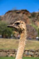 Curious african ostrich walking in the paddock at the ostrich farm. Ostrich Farm photo