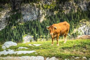 vacas en el montañas - Pirineos, España foto