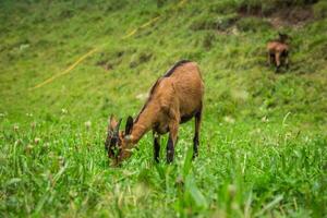 Goat on the green summer meadow photo