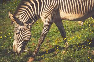 de grevy cebra, samburu nacional parque, Kenia foto