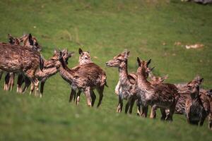 A summertime view of a herd of fallow deers Dama dama on the green meadow. These mammals belong to the family Cervidae photo