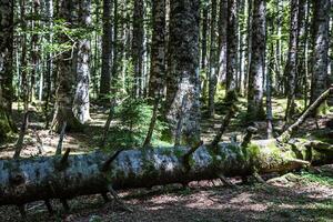 tree trunk lying in the woods photo