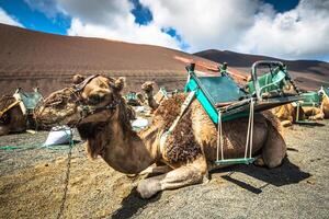 Camels in Timanfaya National Park waiting for tourists, Lanzarote, Canary Islands, Spain photo