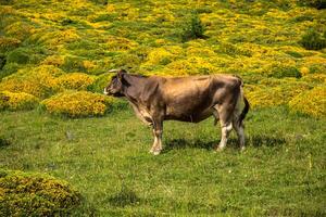 Cows in the mountains - pyrenees,Spain photo