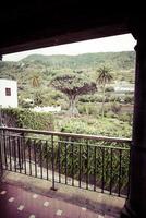 Famous Dragon Tree Drago Milenario in Icod de los Vinos Tenerife, Canary Islands photo