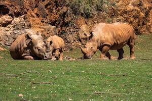 African rhinoceroses Diceros bicornis minor on the Masai Mara National Reserve safari in southwestern Kenya. photo