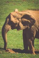 africano elefante en sabana foto